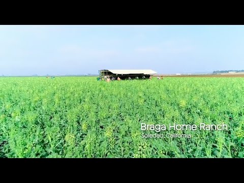 Organic Farming (Overview)