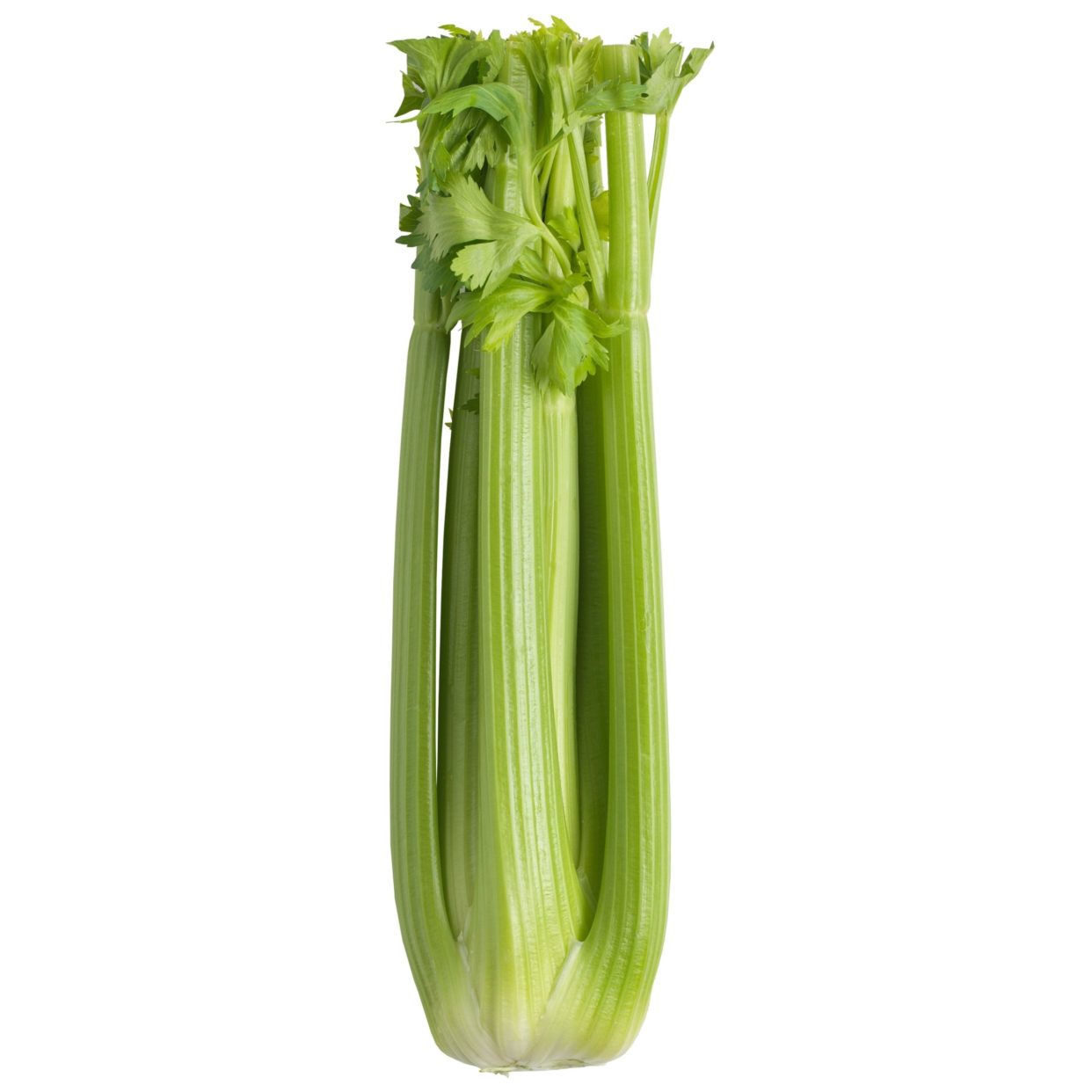 Celery