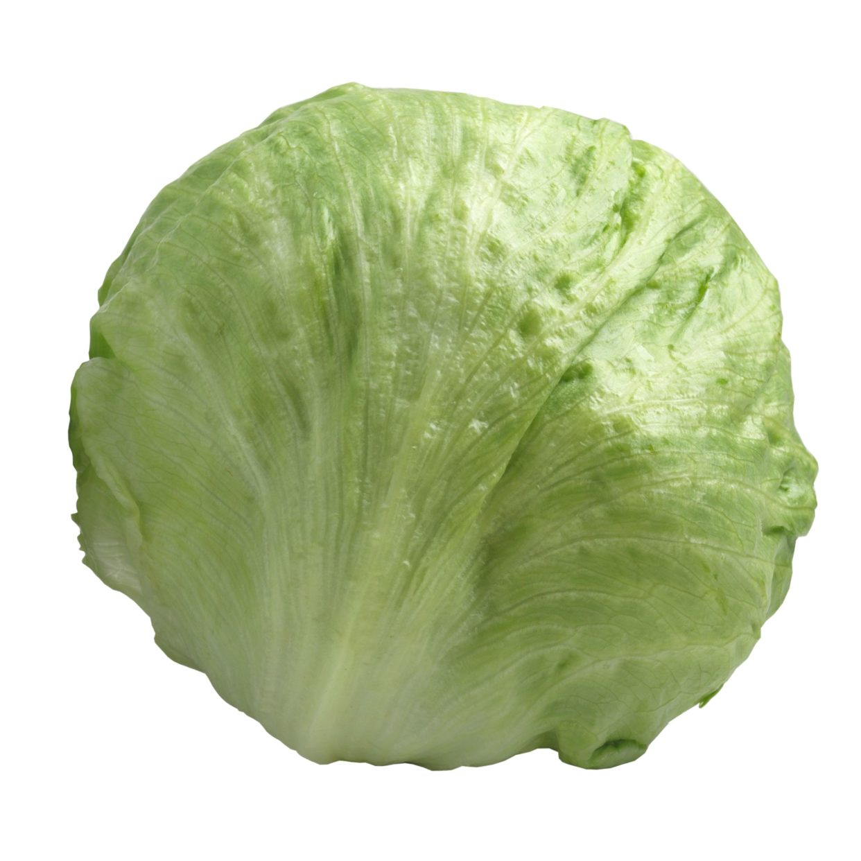 Iceberg Lettuce