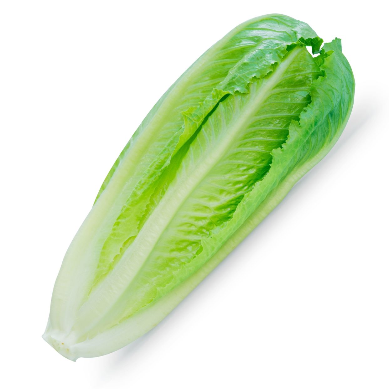 Romaine Hearts