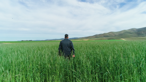 Cover Crop